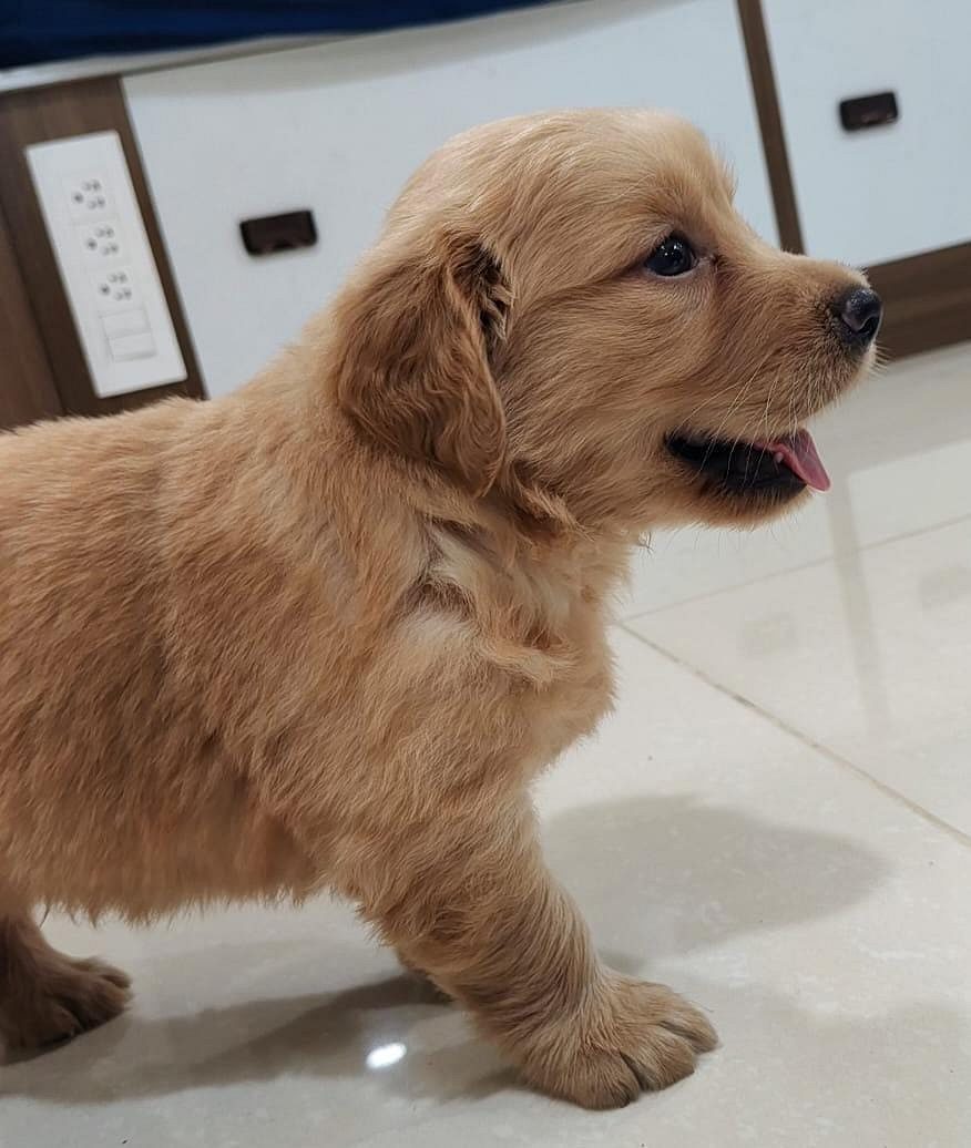 Golden Retriever