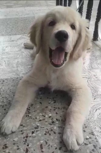 Golden retriever
