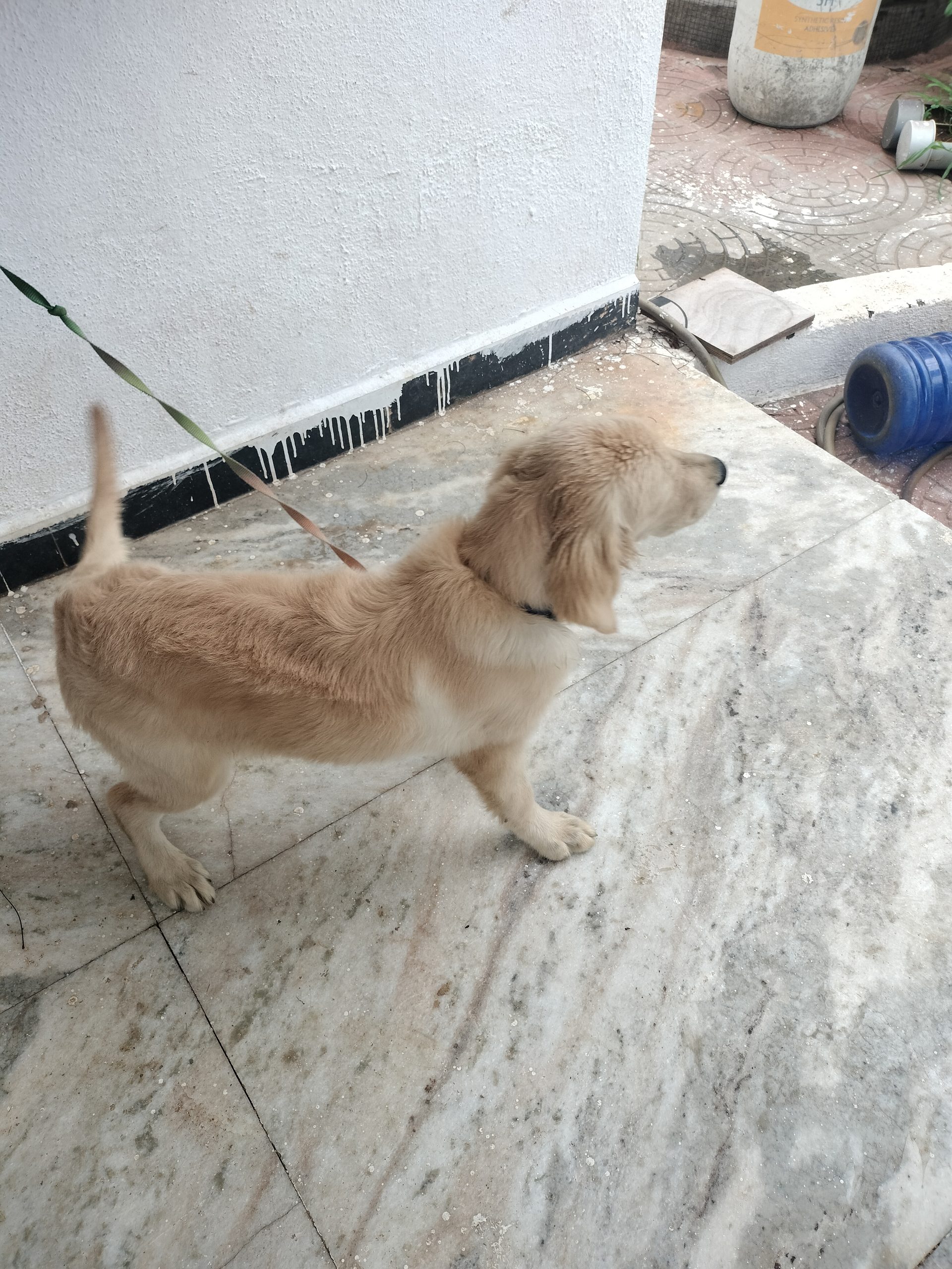golden retriever female