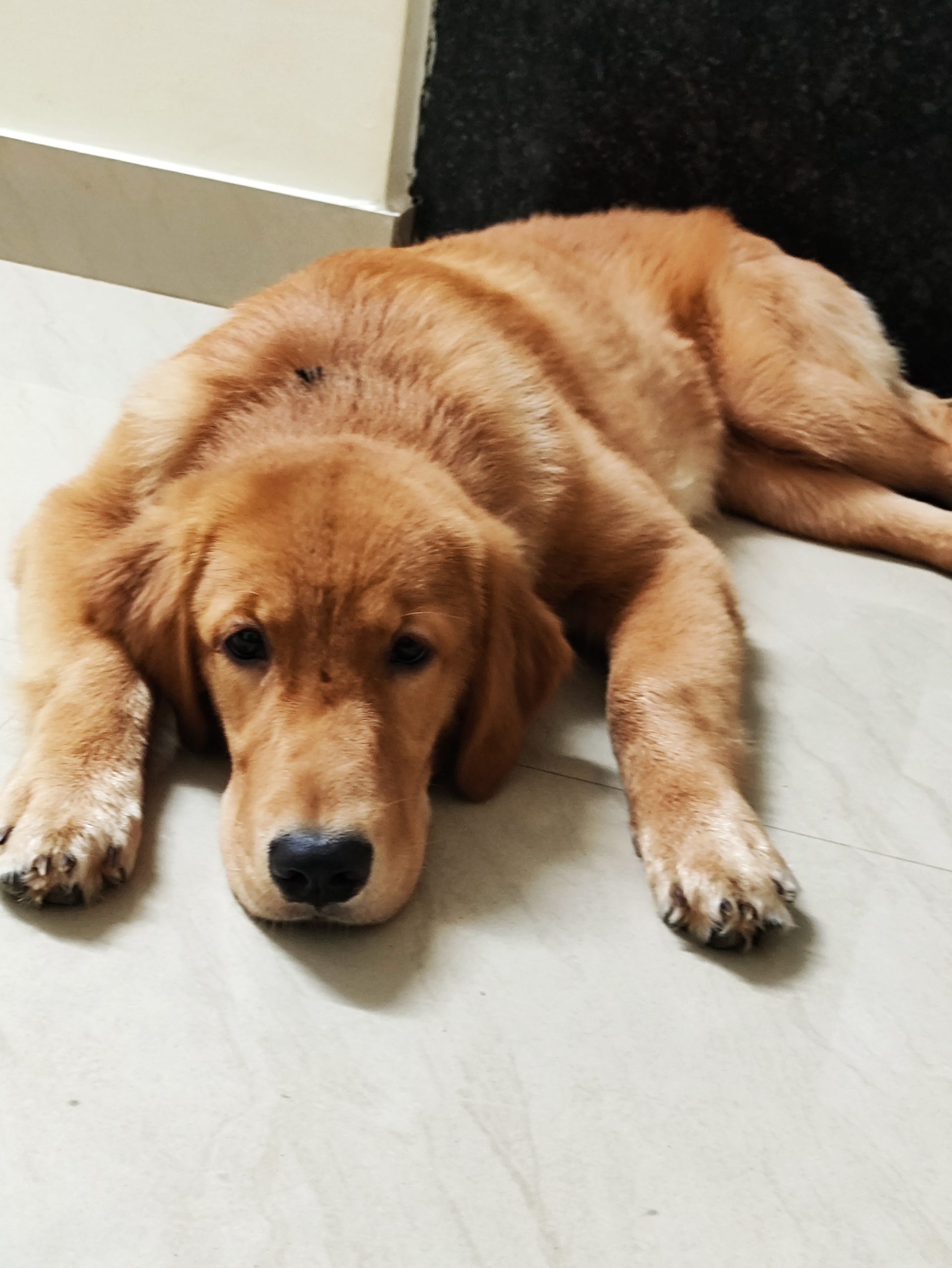 Golden retriever  female