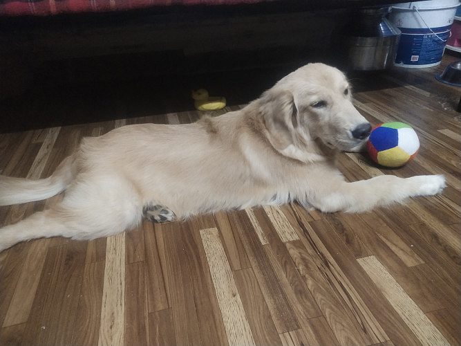 Golden retriever female dog