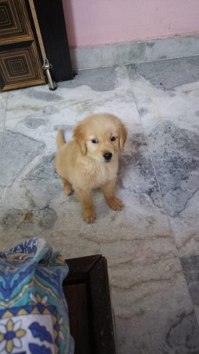 Golden retriever male puppy