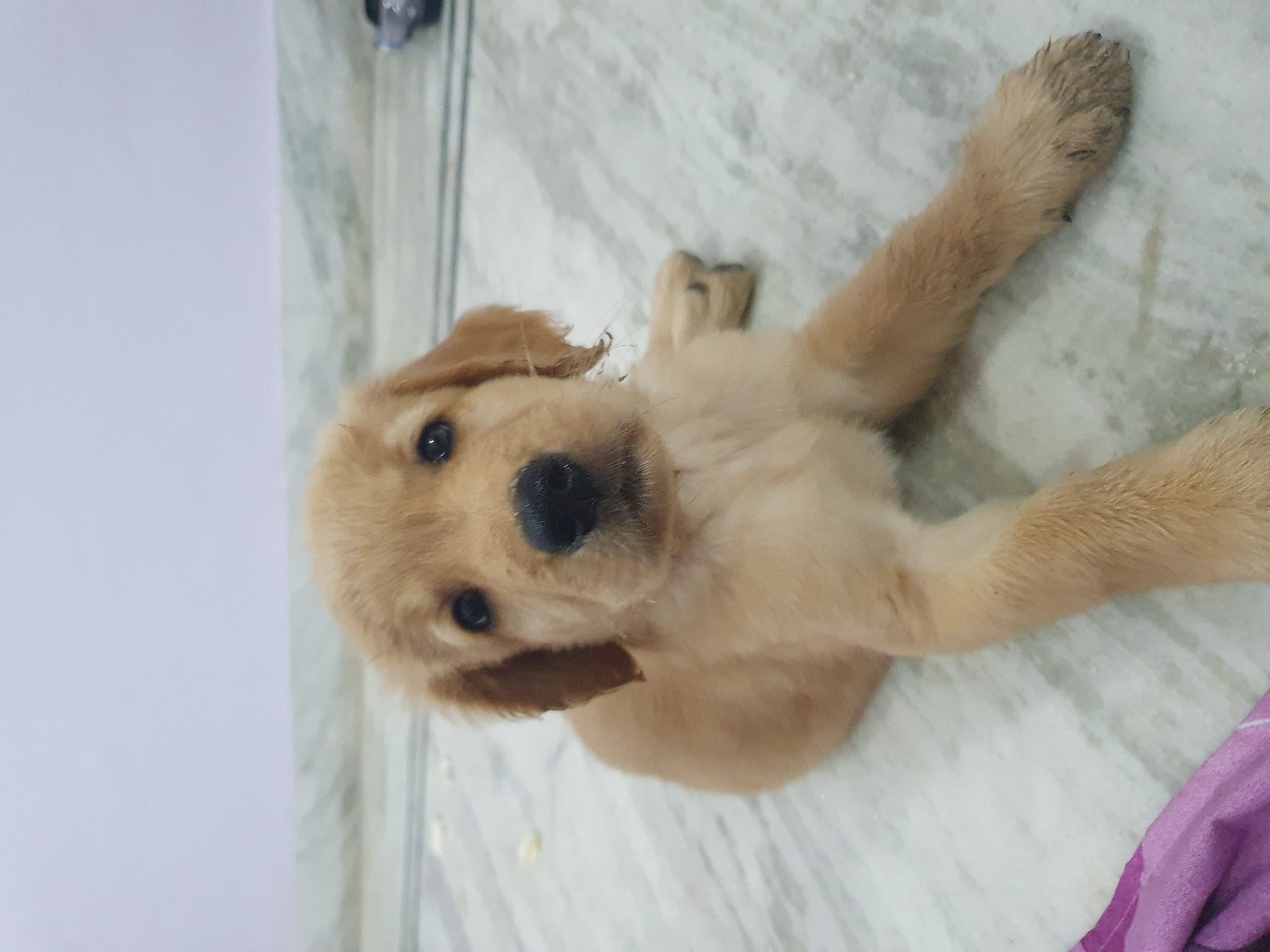 Golden Retriever Male pup