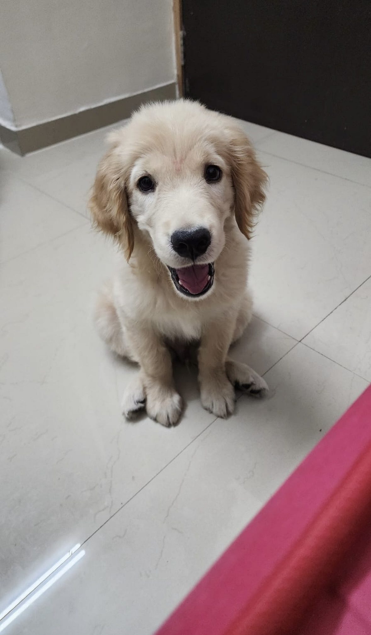 Golden Retriever Male
