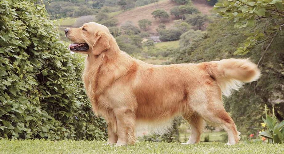 Golden retriever price in indore 7987036124