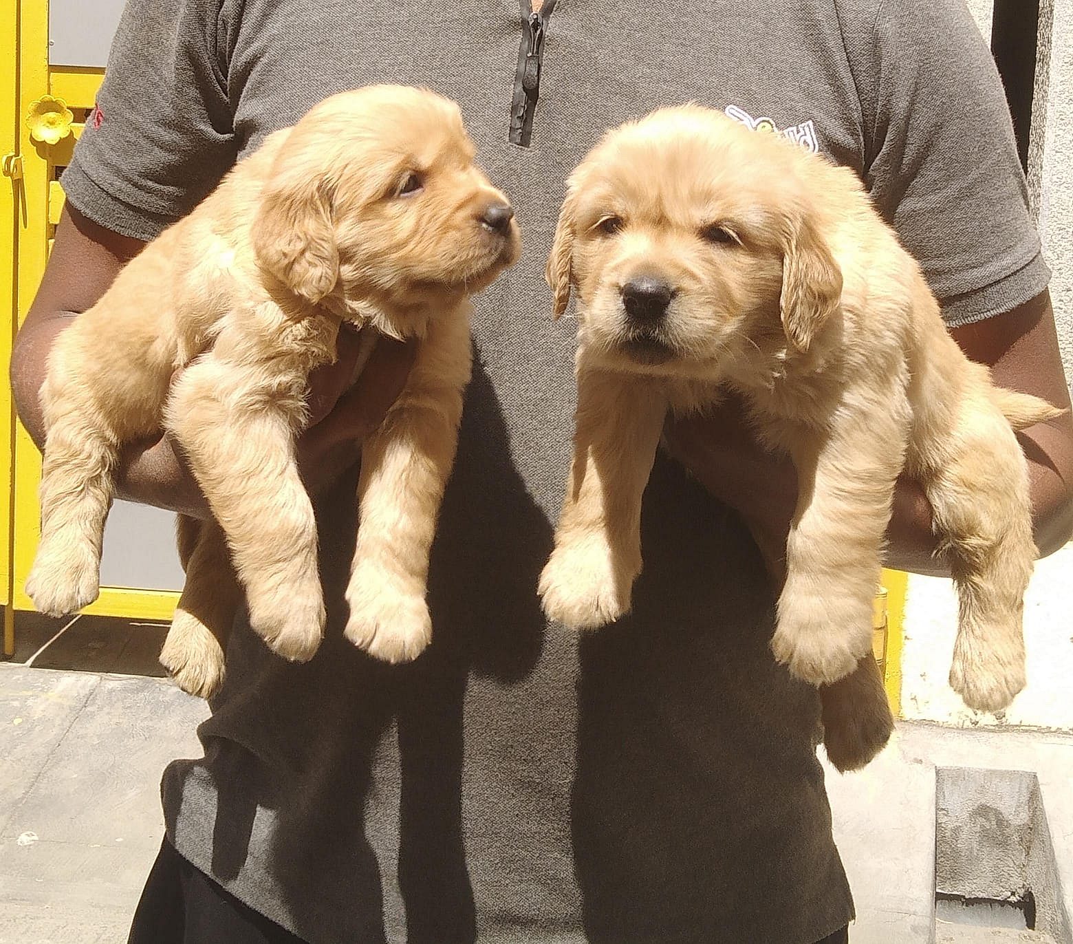 Golden retriever puppies for sale