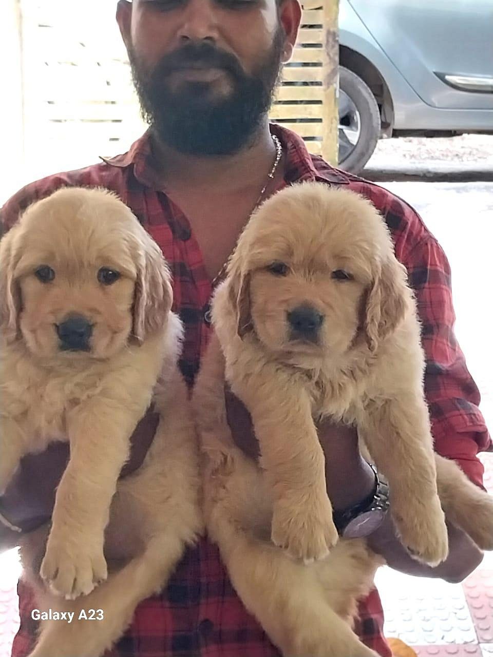 Golden retriever puppies available