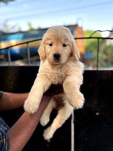 GOLDEN RETRIEVER PUPPIES@CHENNAI CONTACT 9677128162