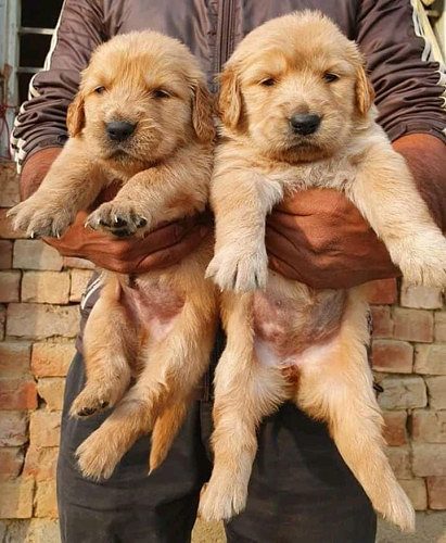 Golden Retriever puppies available