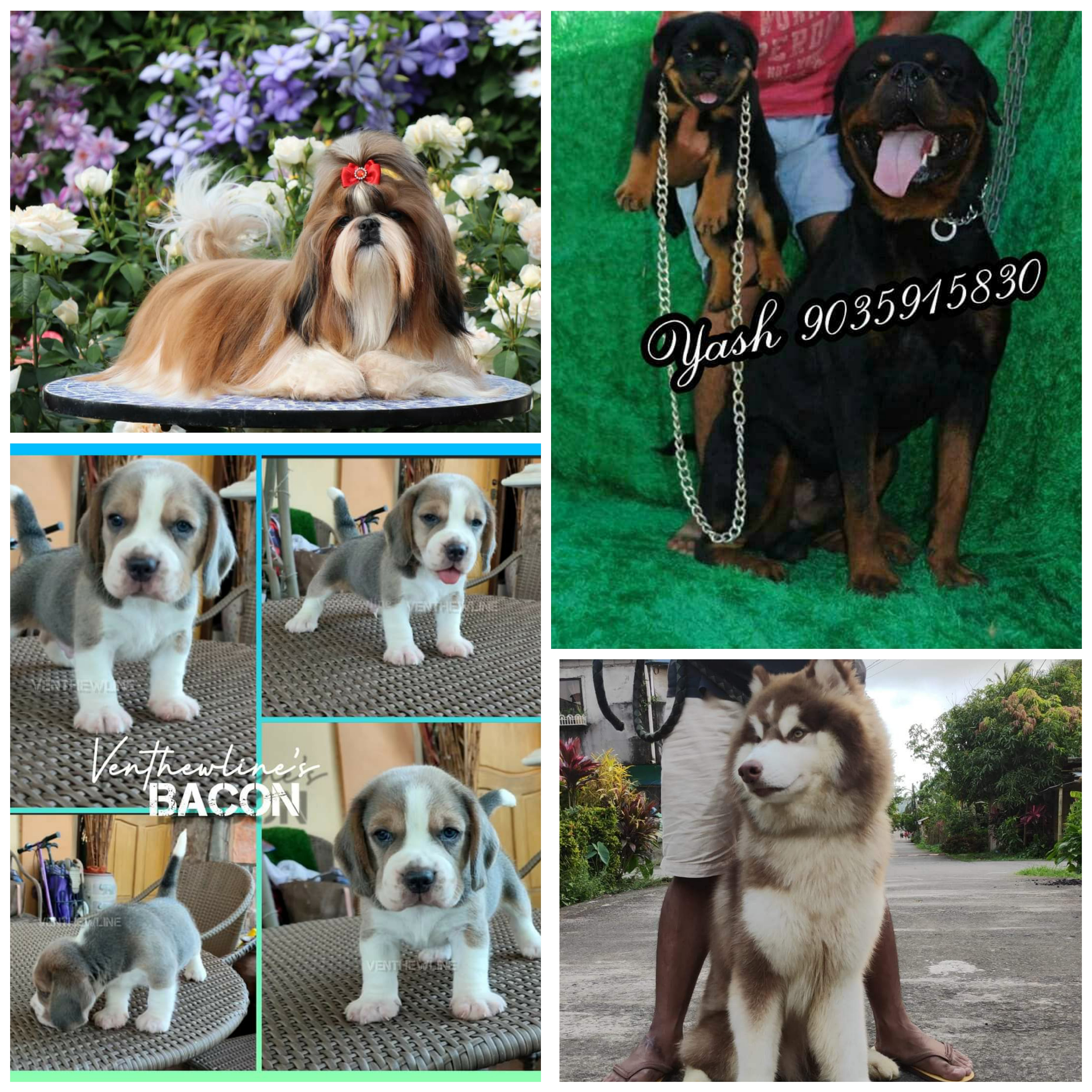 Golden retriever puppies for sale