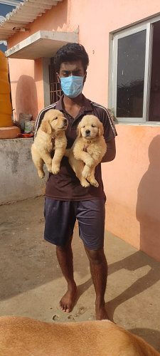 Golden retriever puppies available