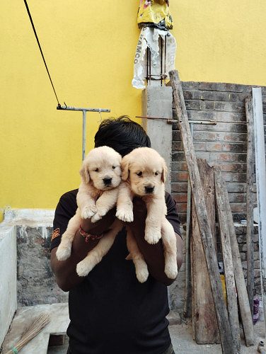 Golden retriever puppies available in Chennai