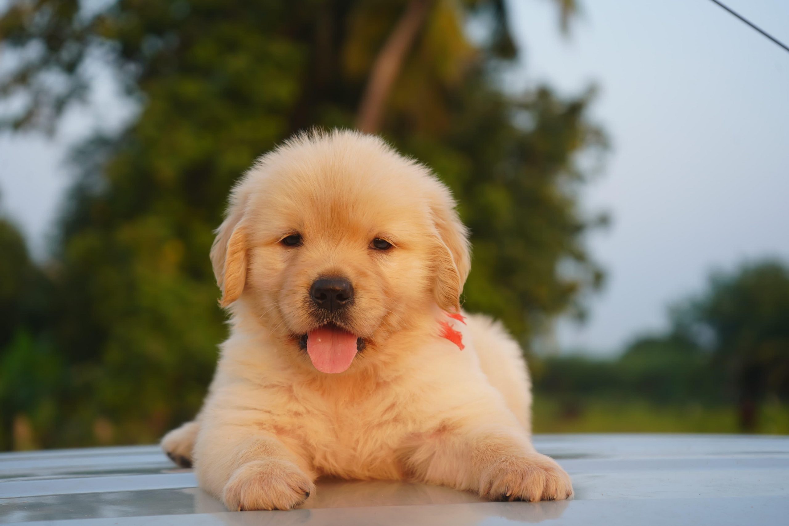 Golden retriever puppies available in Chennai
