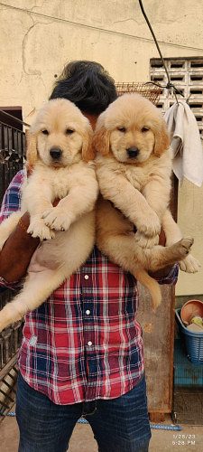 Golden retriever puppies for sale 9047773364
