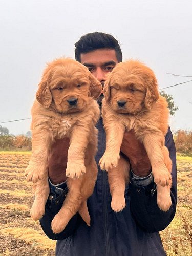 Golden retriever puppies 9047773374