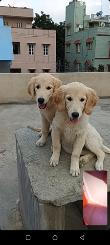 Golden retriever puppies for sale