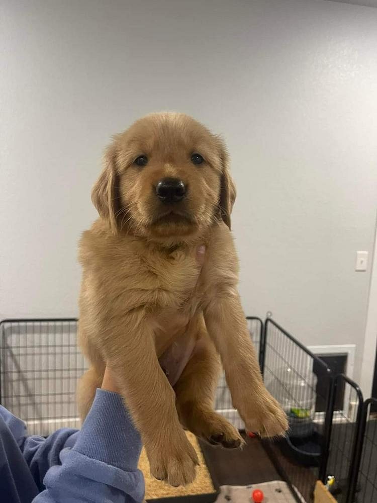 Golden retriever puppies for sale in goa