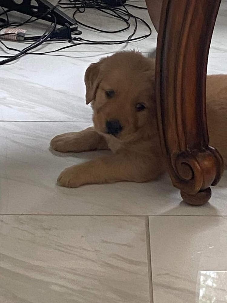 Golden retriever puppies for sale