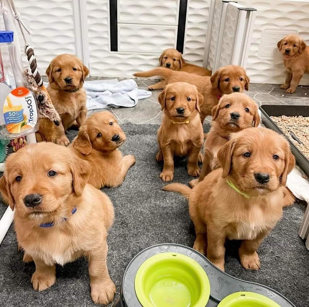 Golden retriever puppies for sale