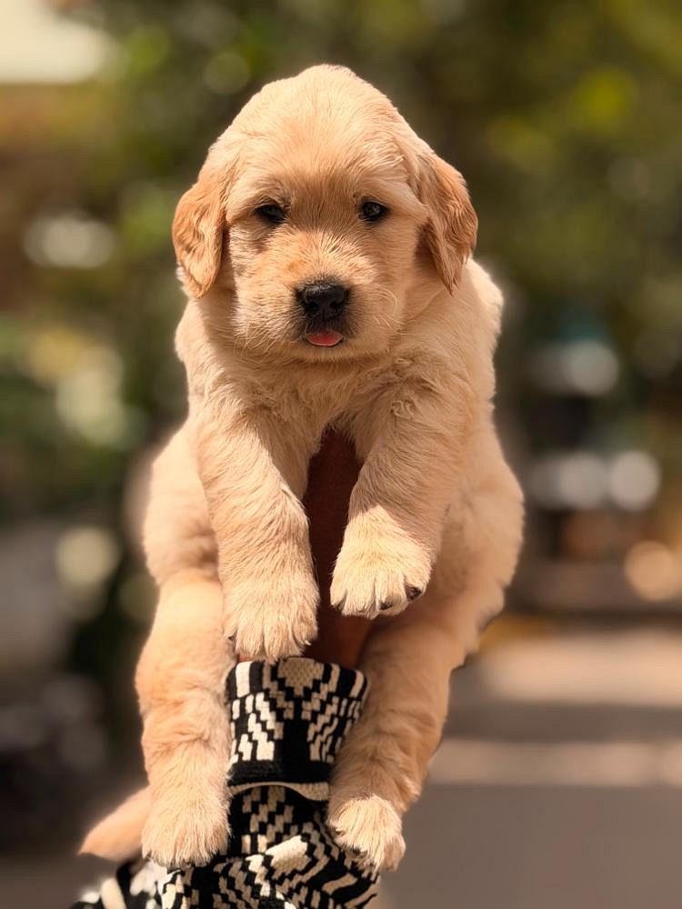 Golden retriever puppies for sale