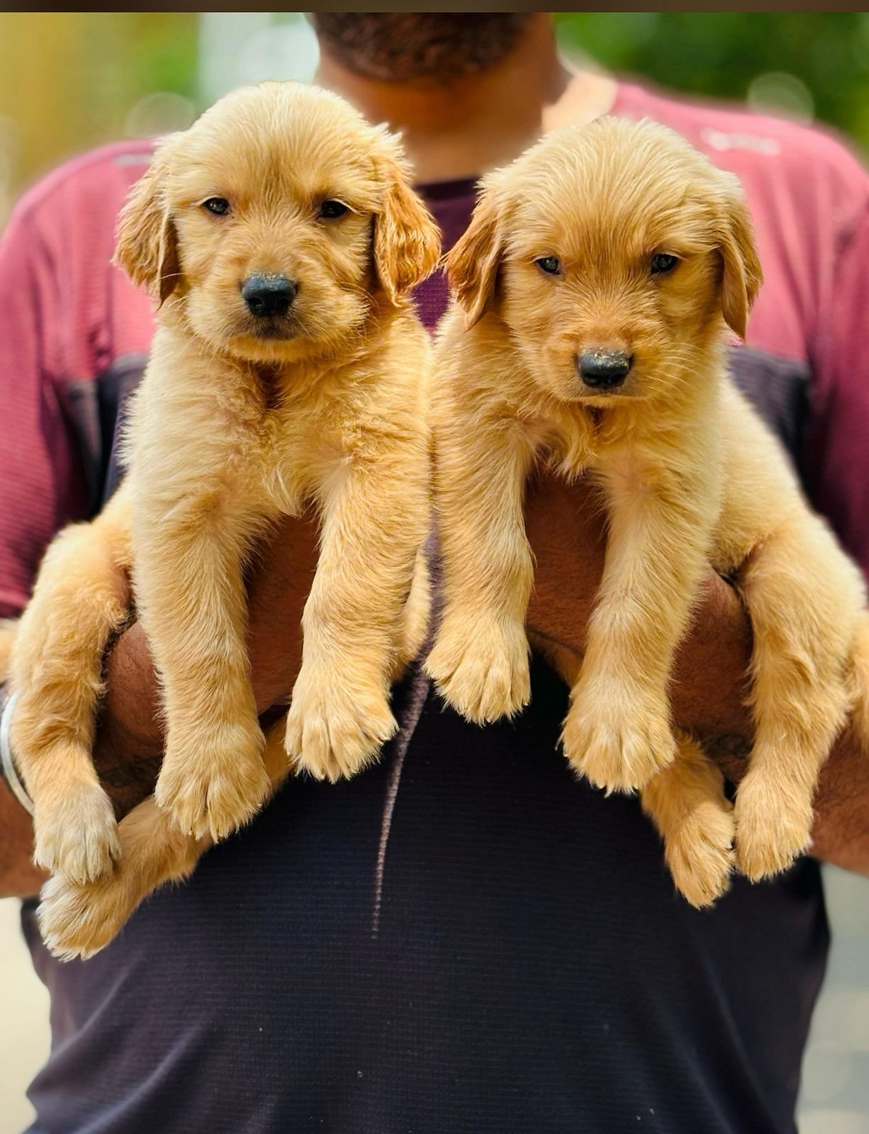 Golden retriever puppies for sale