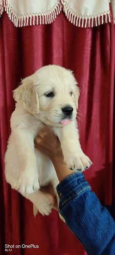 Golden Retriever puppies for Sale
