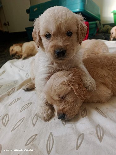 Golden retriever puppies