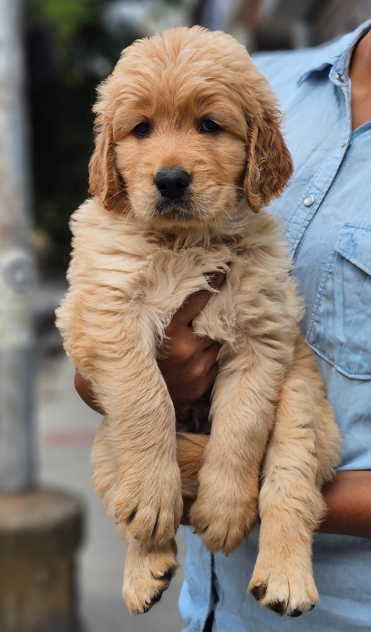 Golden retriever puppies for sale