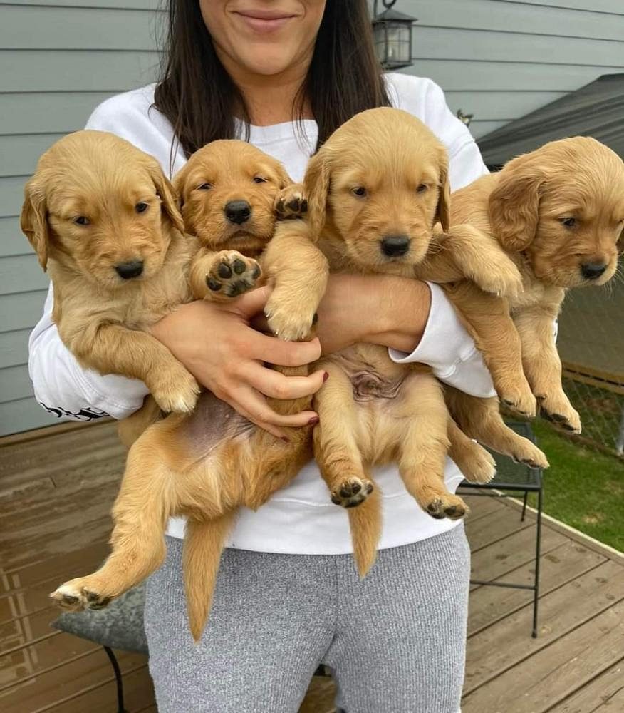 Golden retriever puppies for sale