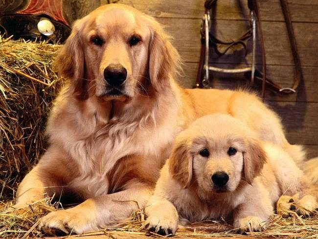 Golden Retriever puppies in Bangalore