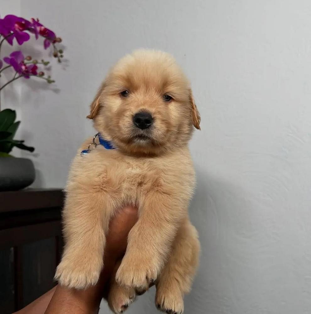 Golden Retriever Puppies in Bangalore | Buying Guide
