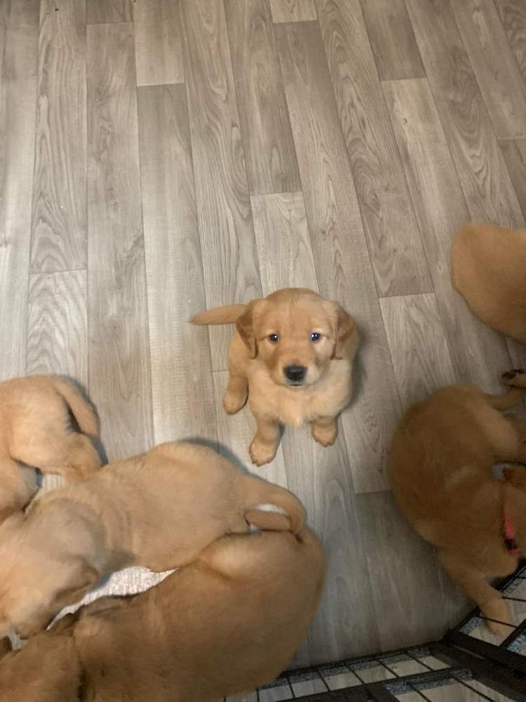 Golden retriever puppies for sale in Bangalore