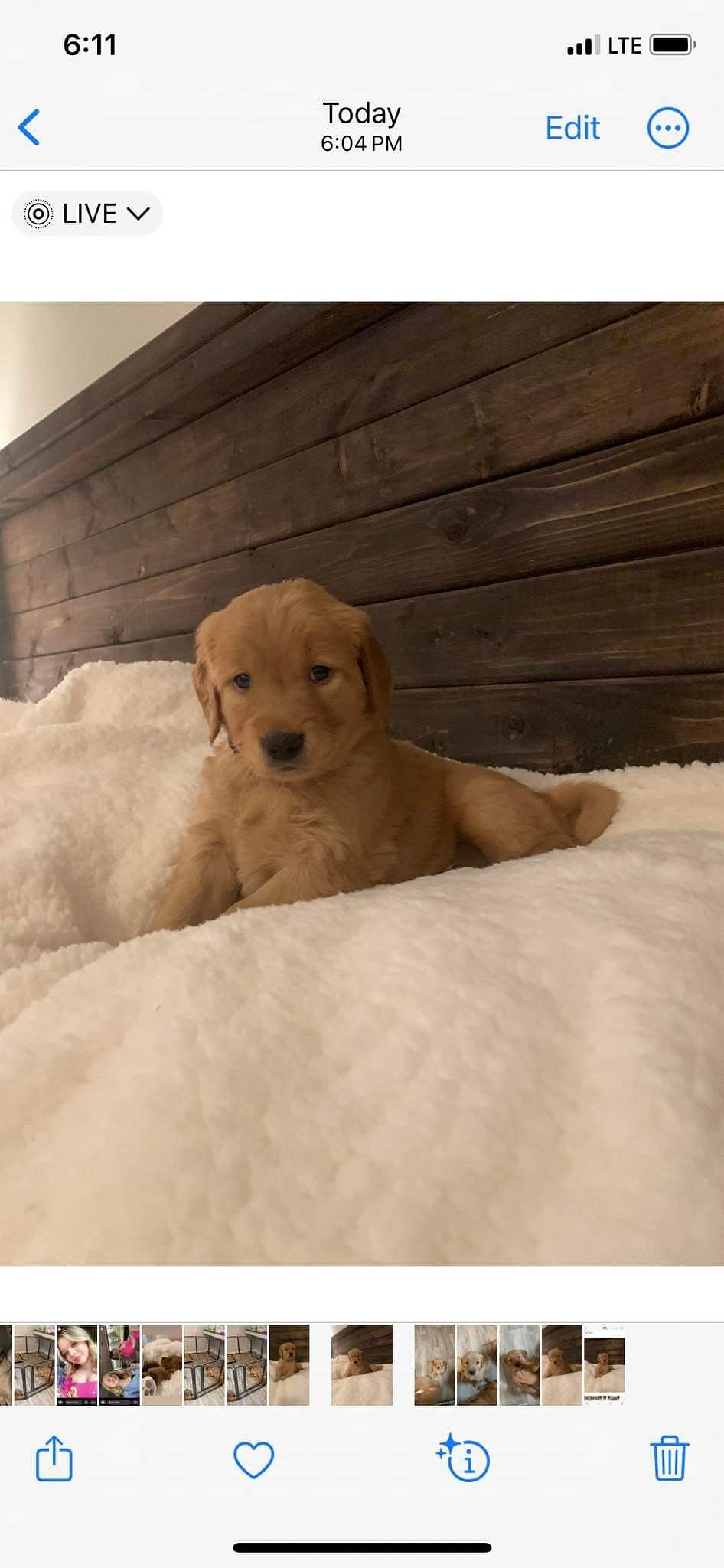 Golden retriever puppies for sale