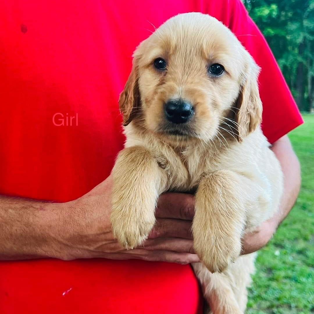 Golden retriever puppies for sale
