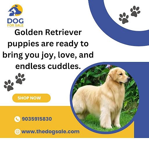 Golden retriever puppies for sale