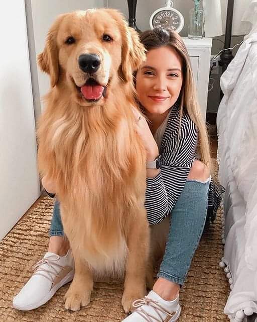 Golden retriever puppies