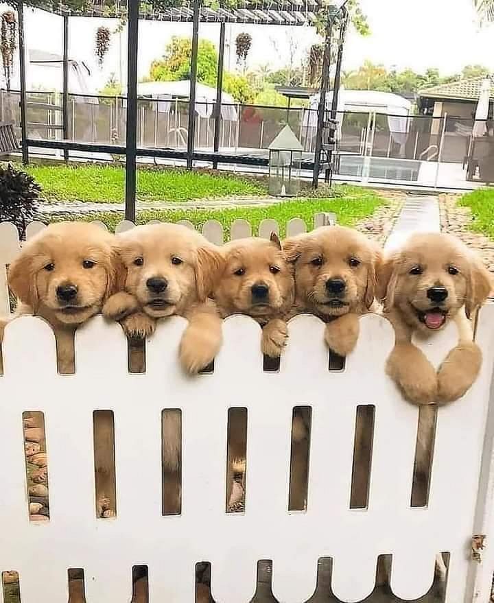 Golden retriever puppies for sale