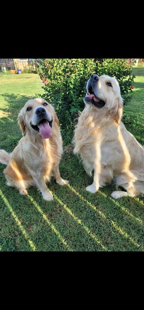 Golden retriever puppies for sale