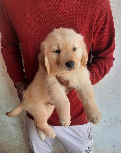 Golden Retriever Puppies For Sell Delhi