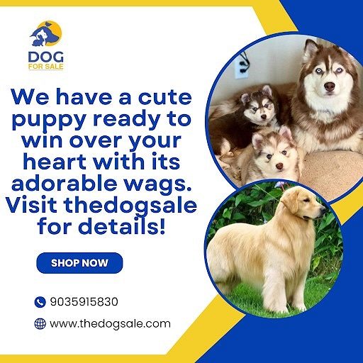 Golden retriever puppies for sale