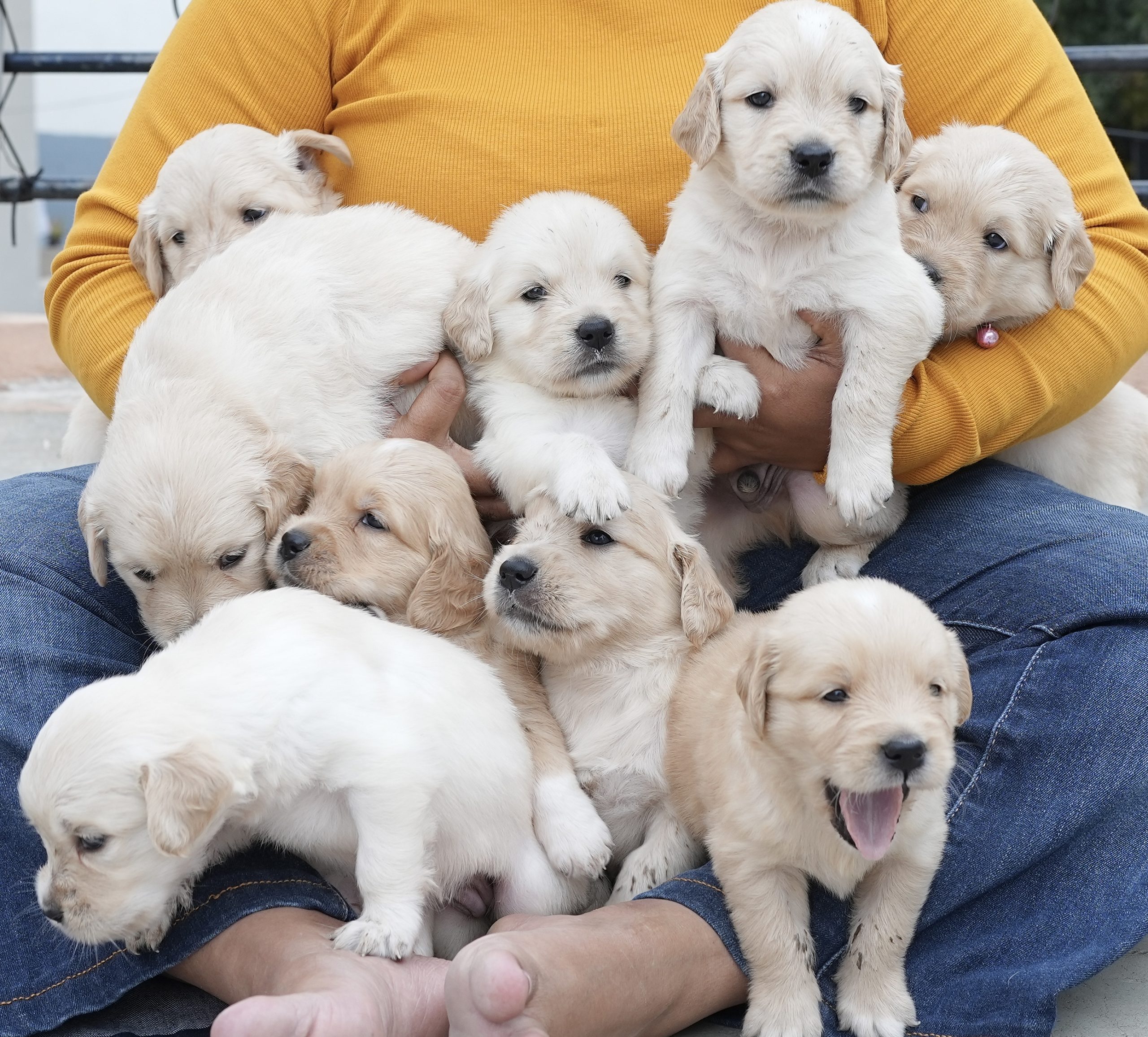 Golden retriever puppies