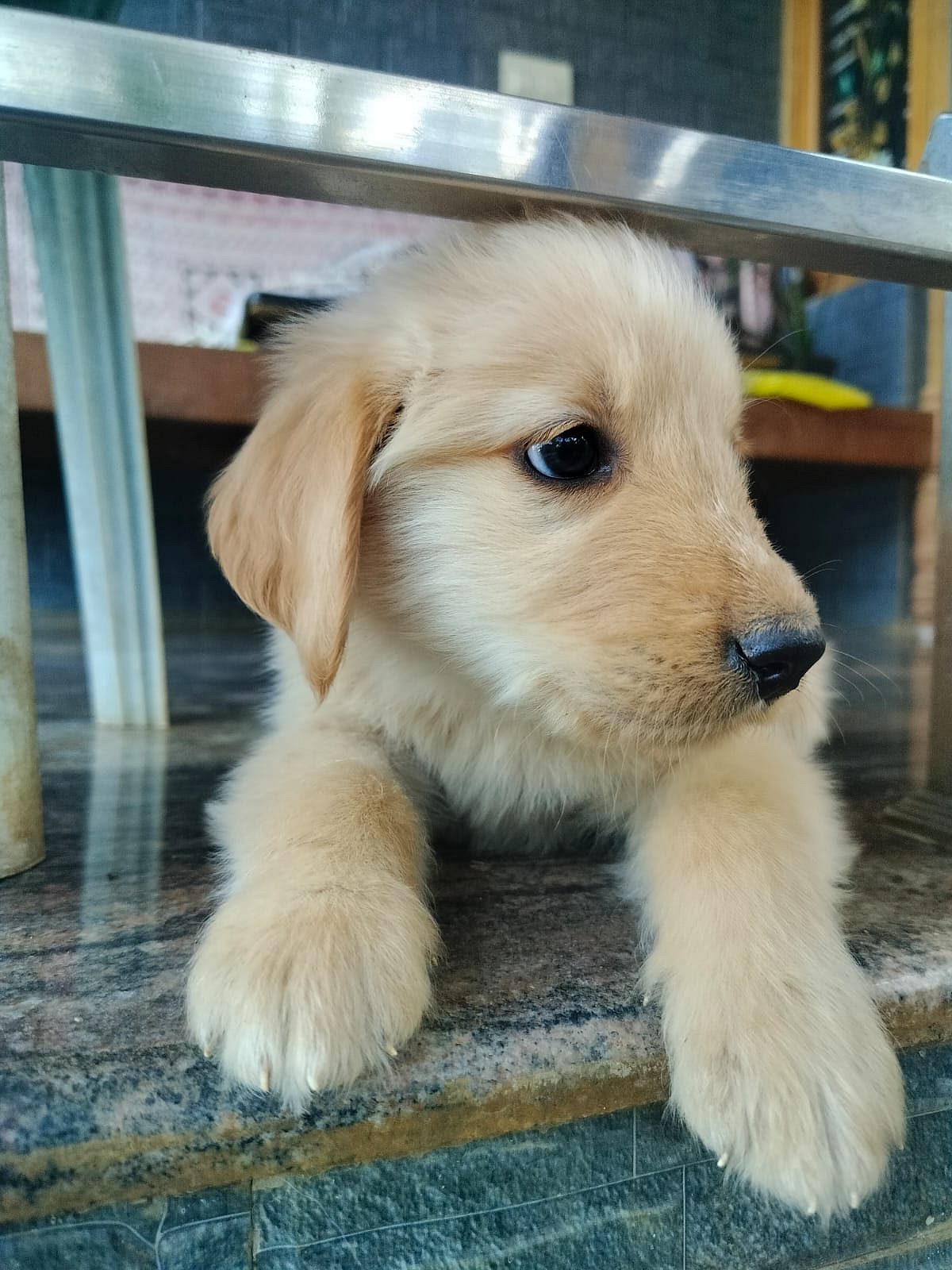 Golden retriever puppies for sale