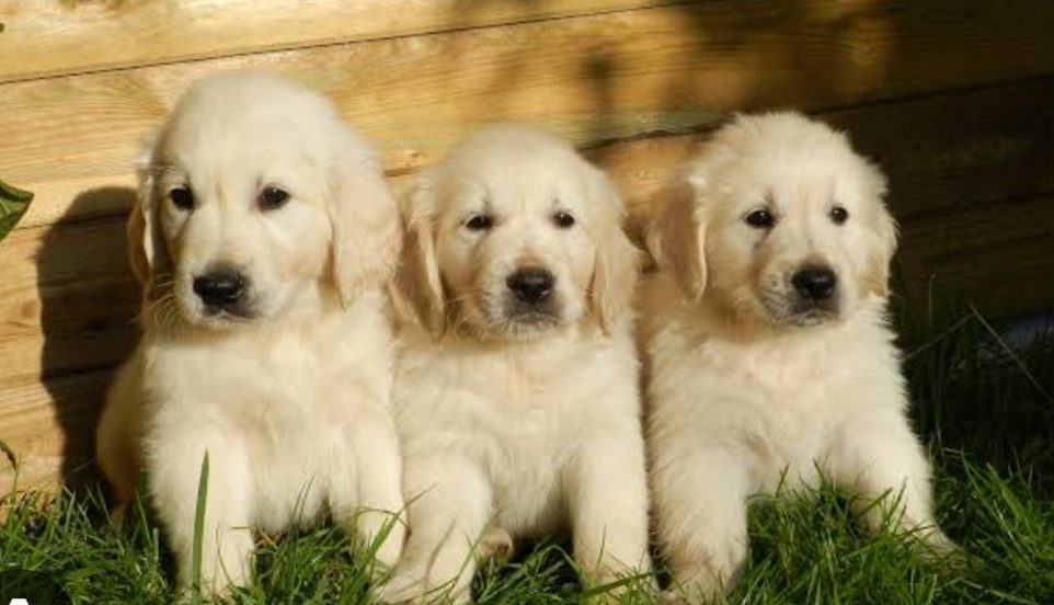Golden retriever puppies 🐶🐶