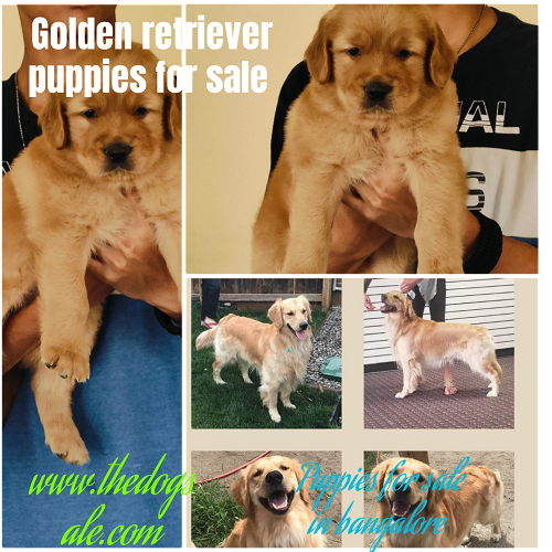 Golden retriever puppies for sale