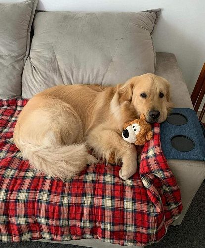 Golden retriever puppies for sale with KCI paper