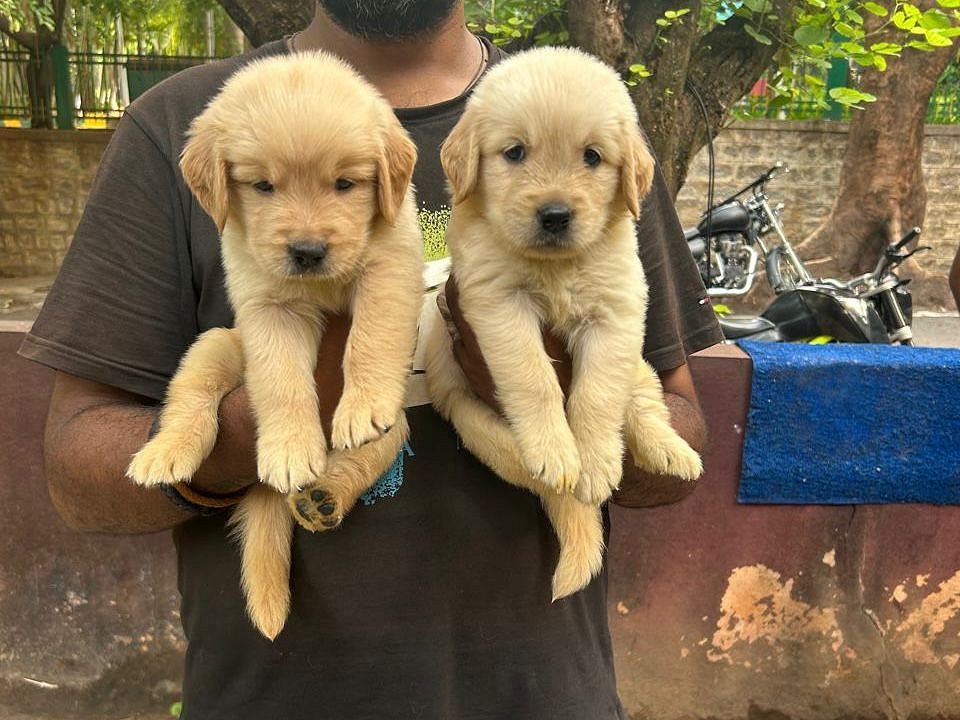 Golden retriever puppies for sale