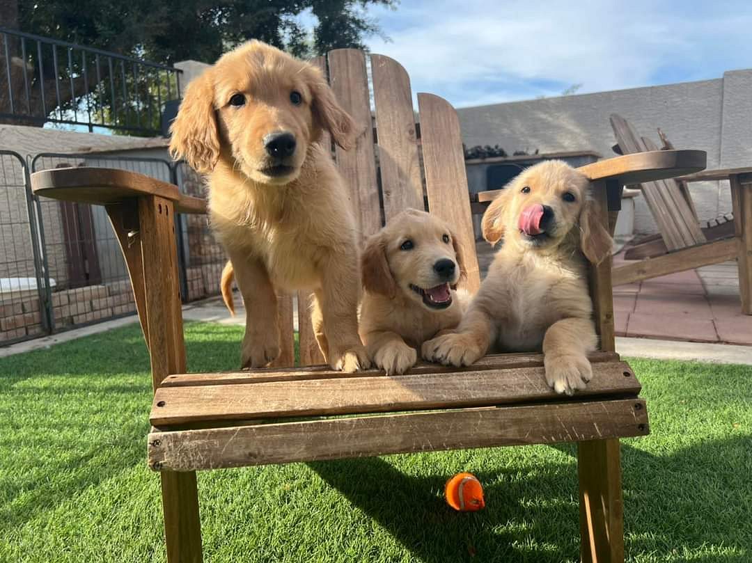 Golden retriever puppies for sale