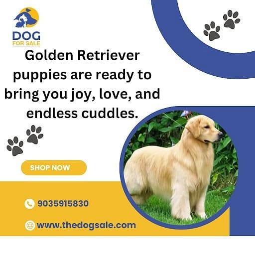 Golden retriever puppies for sale