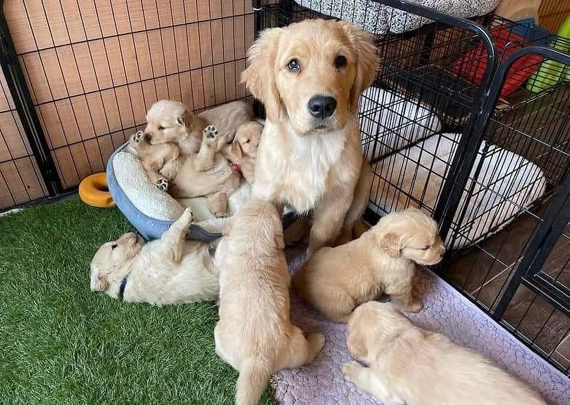 Golden retriever puppies for sale