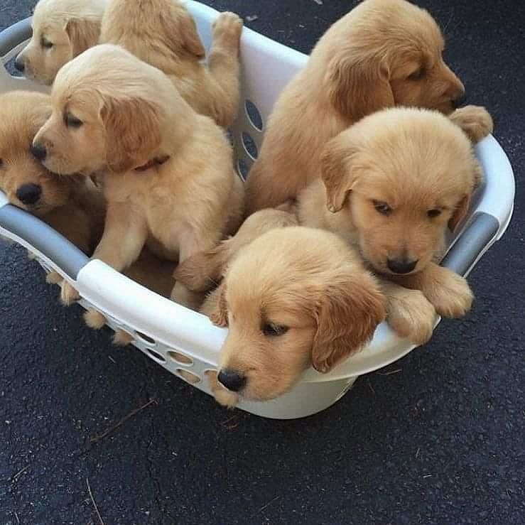Golden retriever puppies for sale